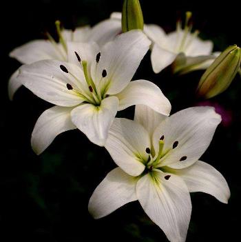 男性脱发的危害